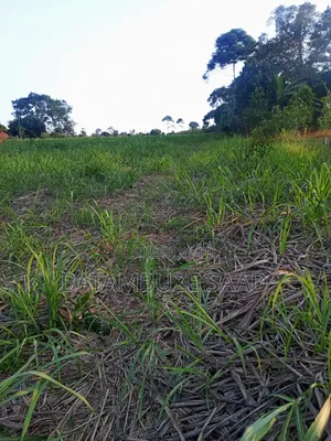 11 Acres With Sugar Cane for Sale