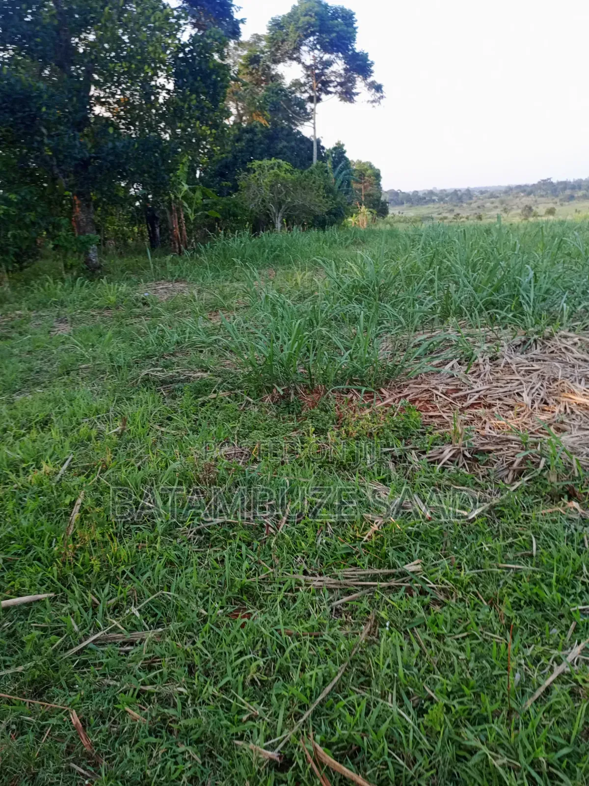 11 Acres With Sugar Cane for Sale