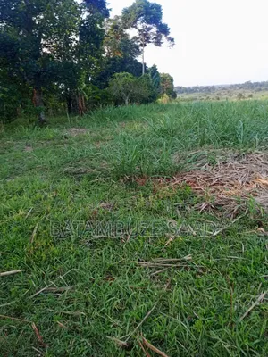 11 Acres With Sugar Cane for Sale