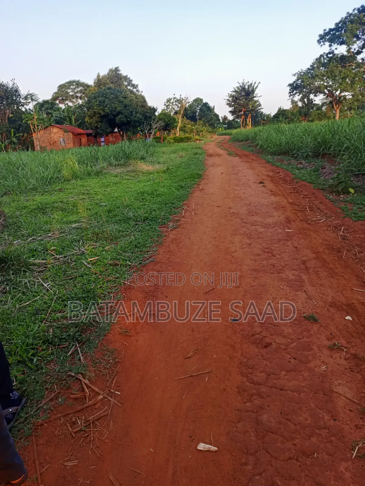 11 Acres With Sugar Cane for Sale