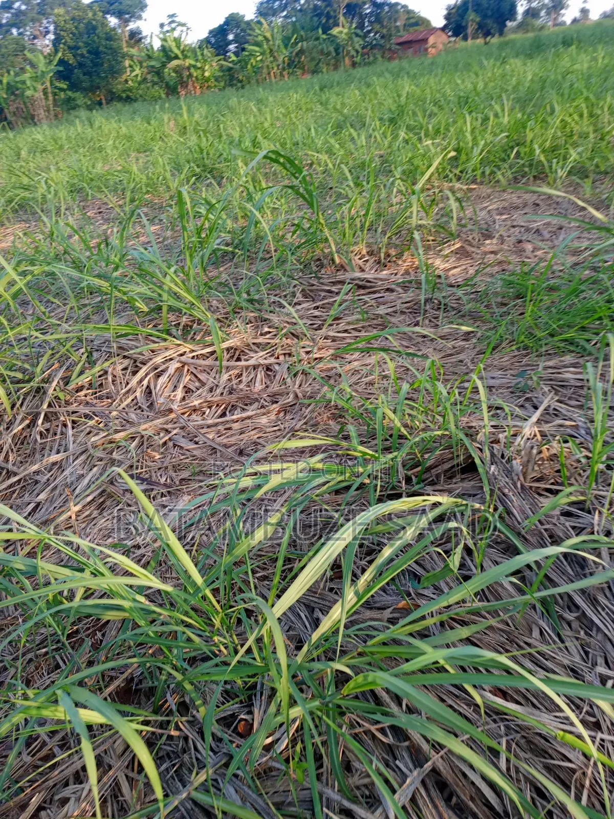 11 Acres With Sugar Cane for Sale