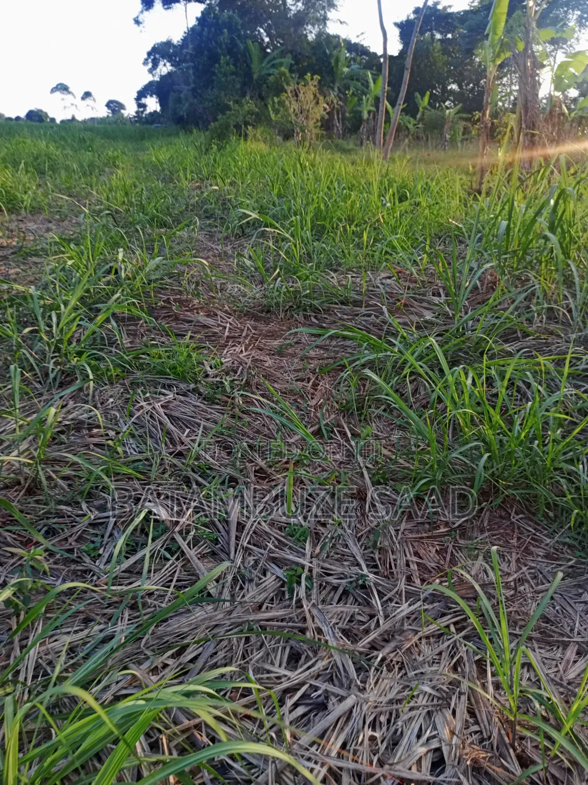 11 Acres With Sugar Cane for Sale