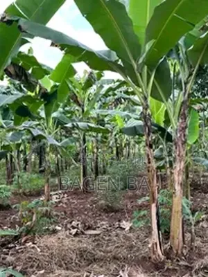 7.2 Acres in Zirombe