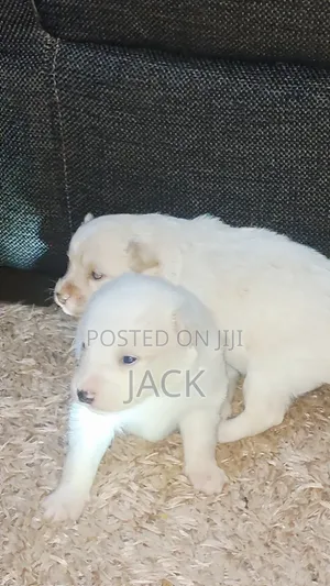 1-3 months Male Purebred Japanese Spitz