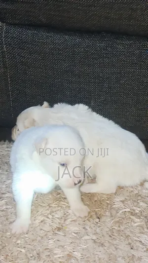 1-3 months Male Purebred Japanese Spitz