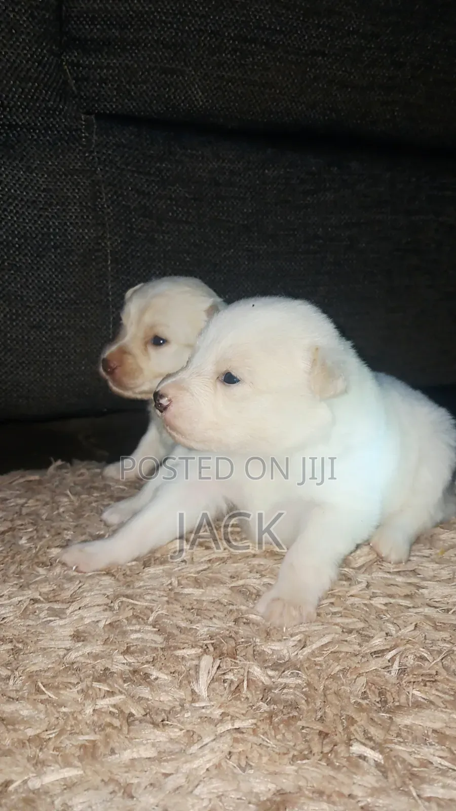 1-3 months Male Purebred Japanese Spitz