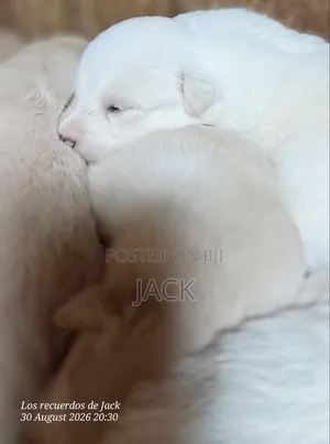 1-3 months Male Purebred Japanese Spitz