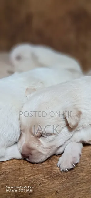 1-3 months Male Purebred Japanese Spitz