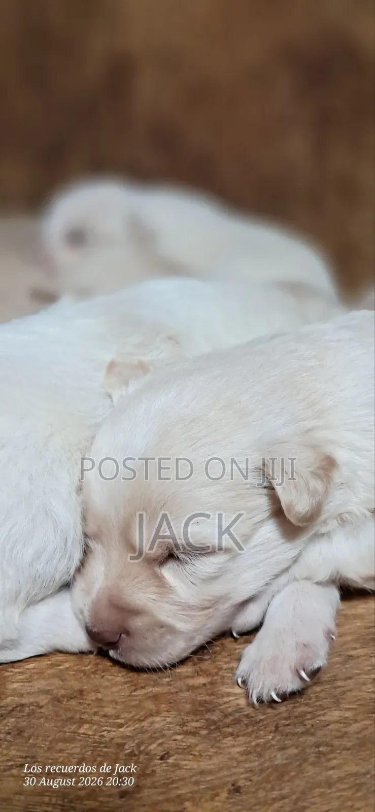 1-3 months Male Purebred Japanese Spitz