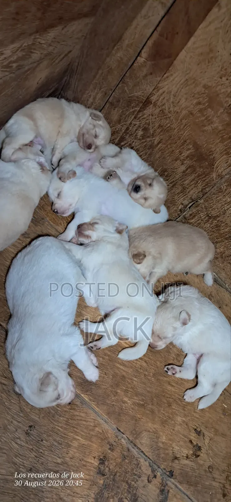 1-3 months Male Purebred Japanese Spitz