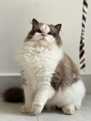 3-6 months Male Purebred Ragdoll