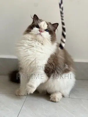 3-6 months Male Purebred Ragdoll