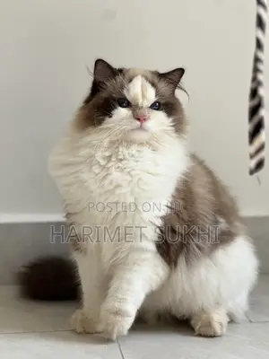 3-6 months Male Purebred Ragdoll