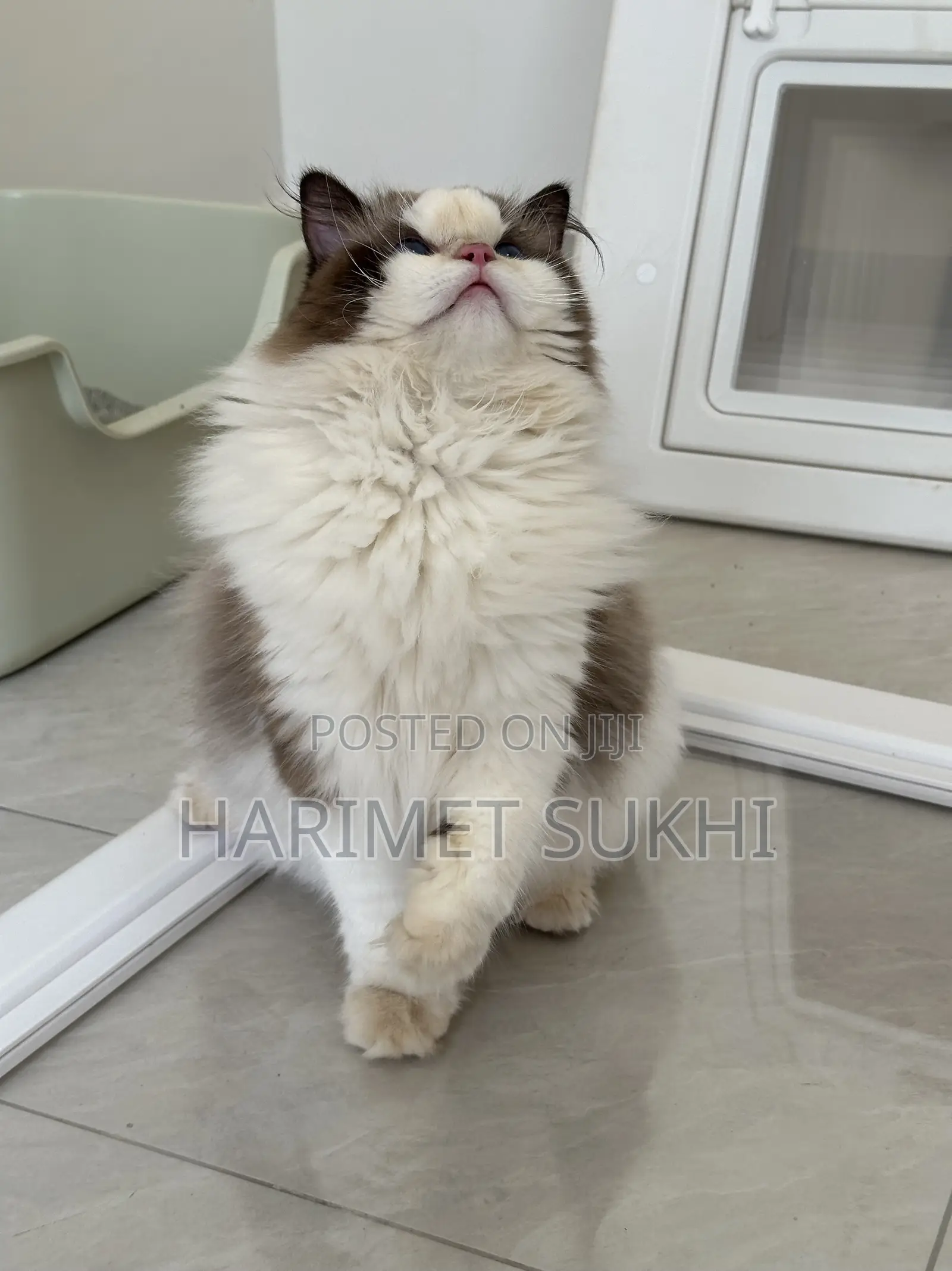 3-6 months Male Purebred Ragdoll