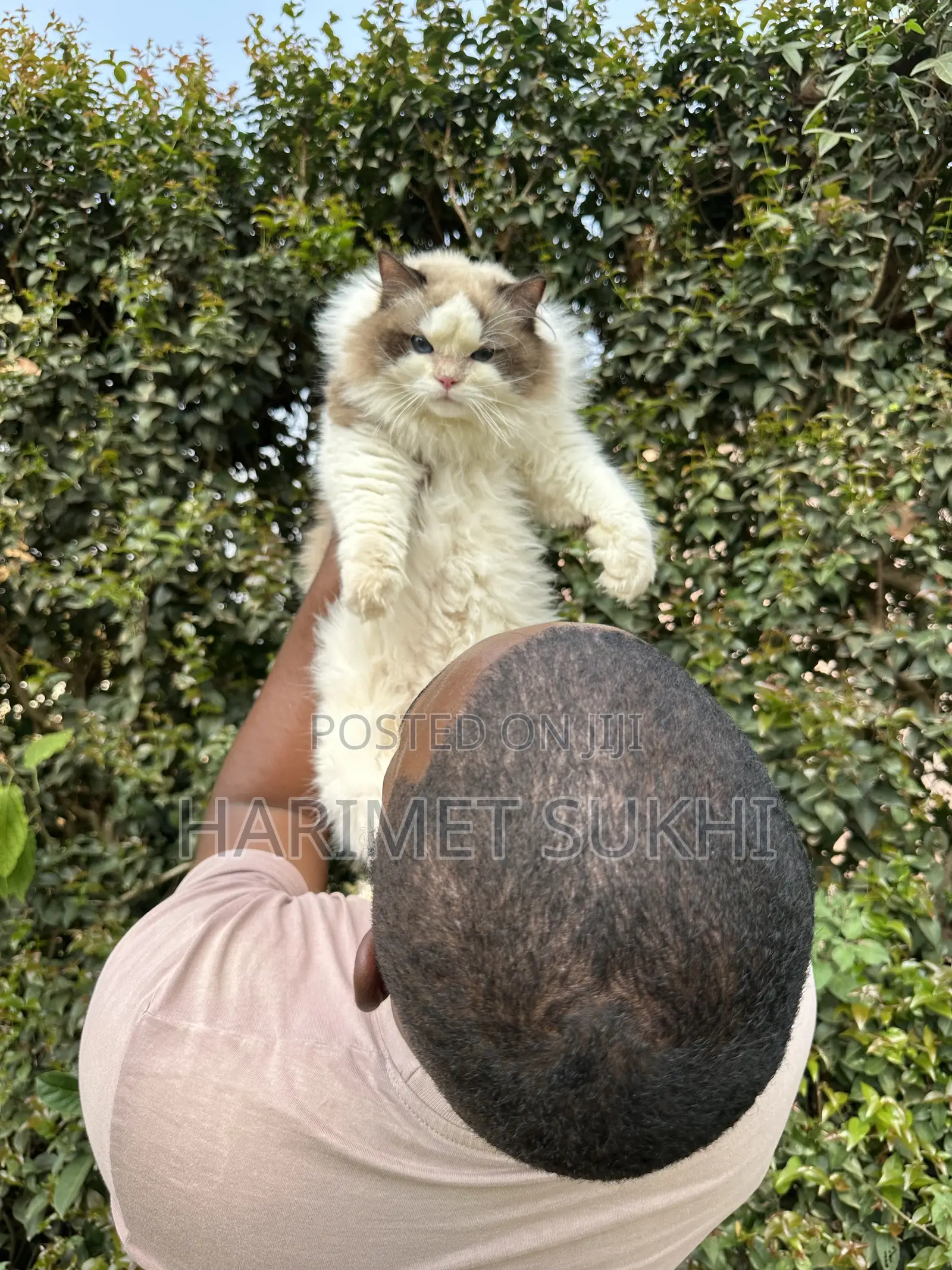 3-6 months Male Purebred Ragdoll