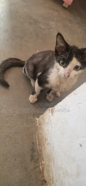 1-3 months Male Purebred Bombay