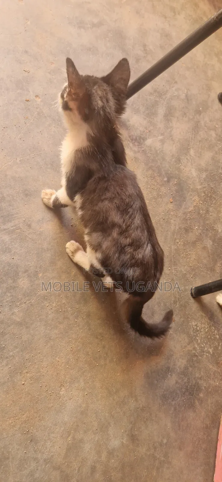 1-3 months Male Purebred Exotic