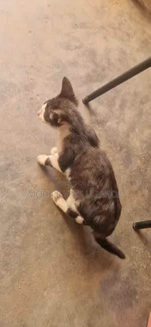 3-6 months Female Purebred Bengal