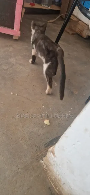 3-6 months Female Purebred American Bobtail