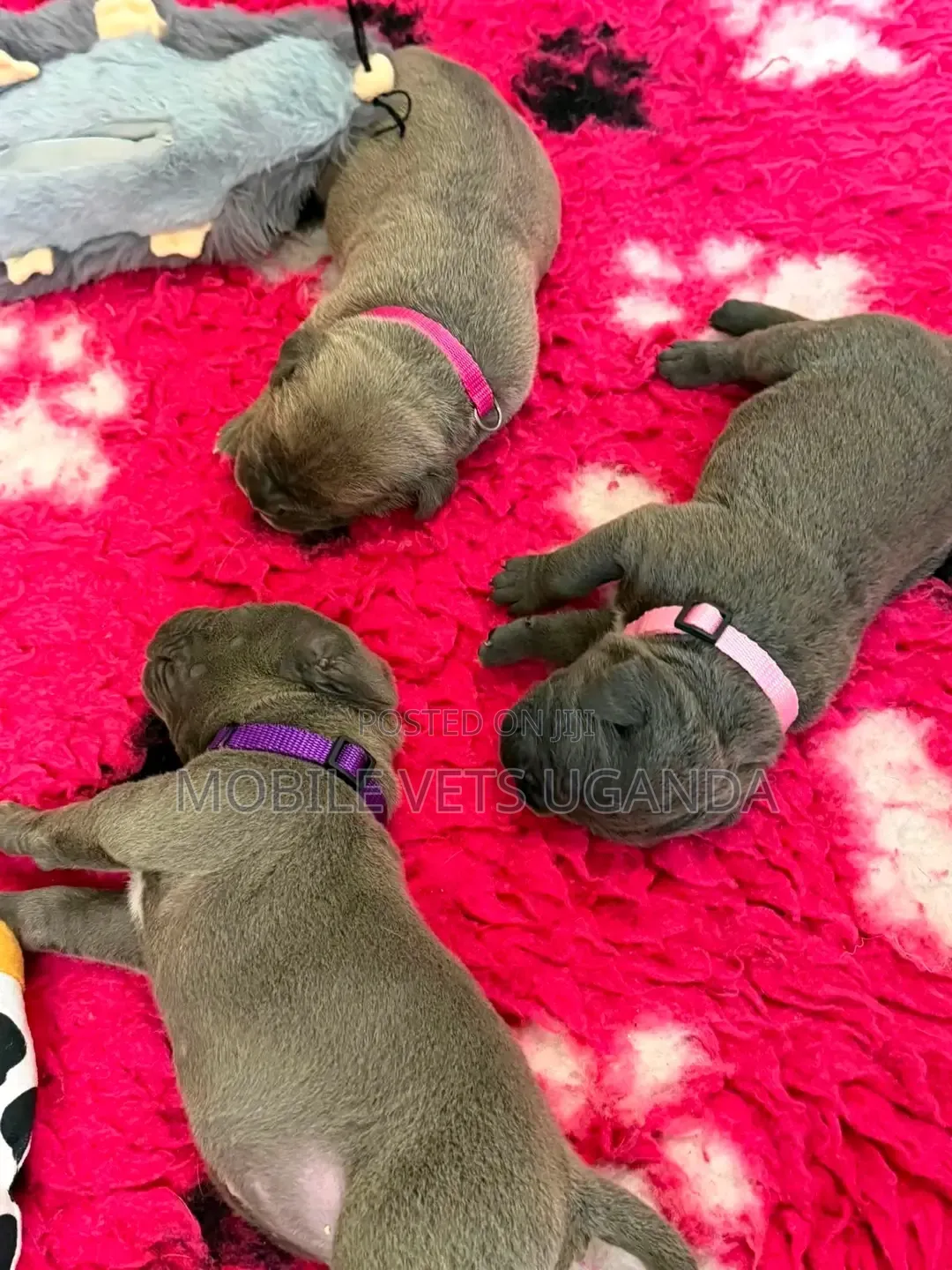 1-3 months Male Purebred Boerboel