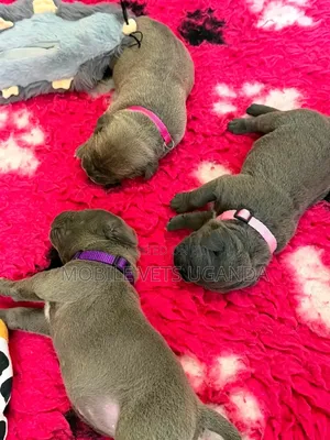 1-3 months Male Purebred Boerboel