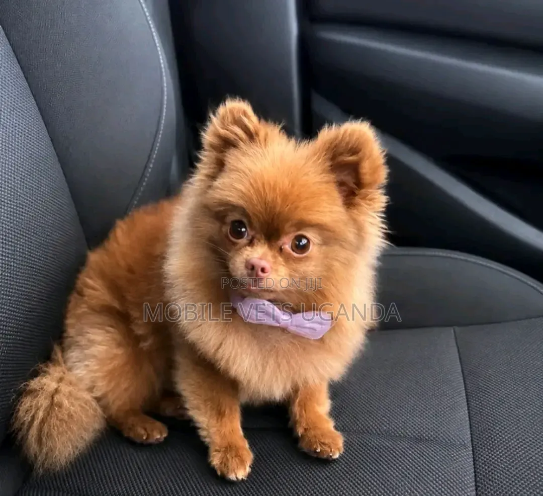 3-6 months Female Purebred Pomeranian