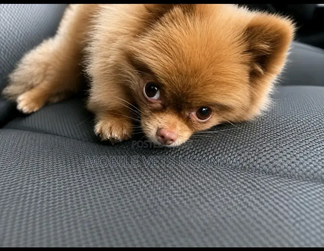 3-6 months Male Purebred Pomeranian