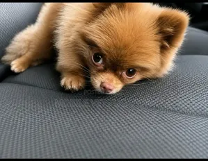 3-6 months Male Purebred Pomeranian