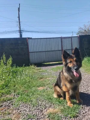 6-12 months Male Purebred German Shepherd