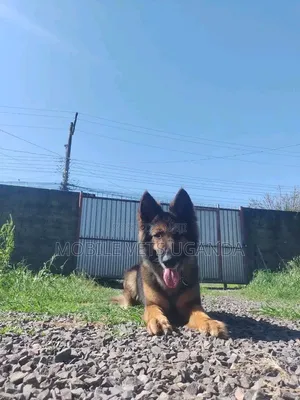 6-12 months Female Purebred German Shepherd