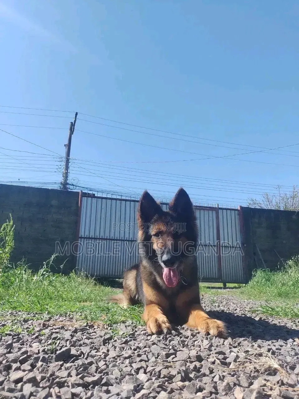 6-12 months Female Purebred German Shepherd