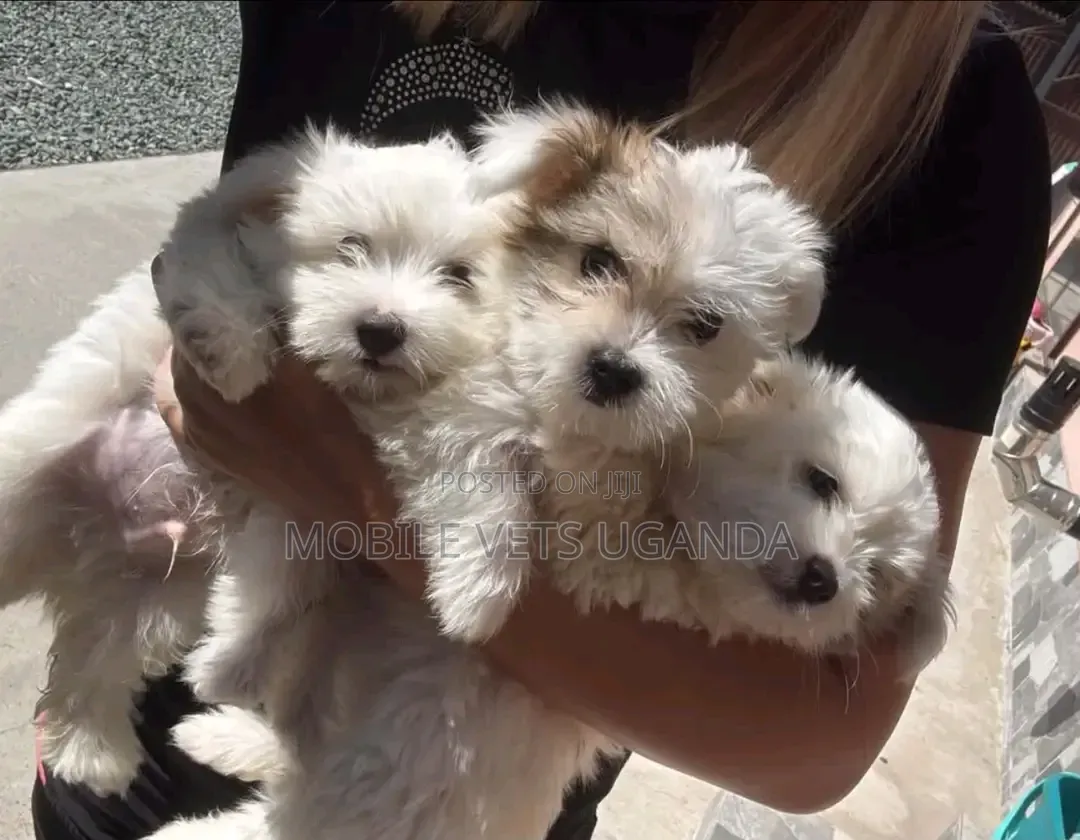 1-3 months Female Purebred Maltese