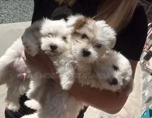 1-3 months Female Purebred Maltese