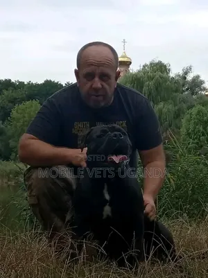 6-12 months Female Purebred Boerboel