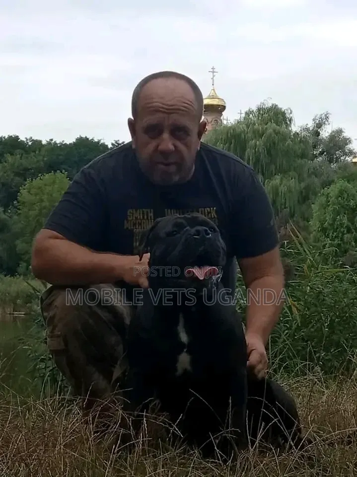 6-12 months Female Purebred Boerboel