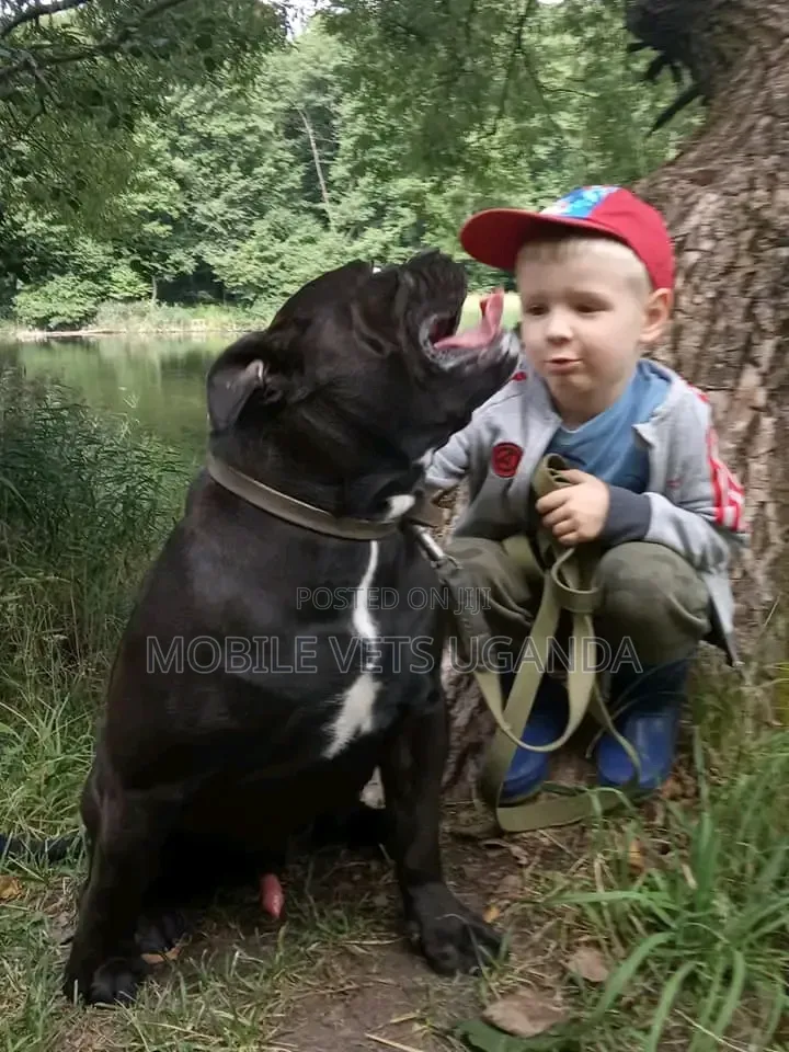 1+ year Male Purebred Boerboel