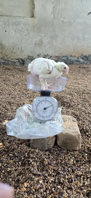 500 Broilers for Sale