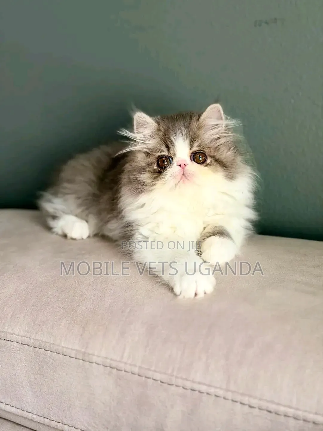 0-1 month Female Purebred Persian
