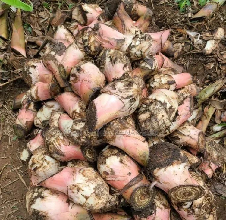Seedlings and Suckers