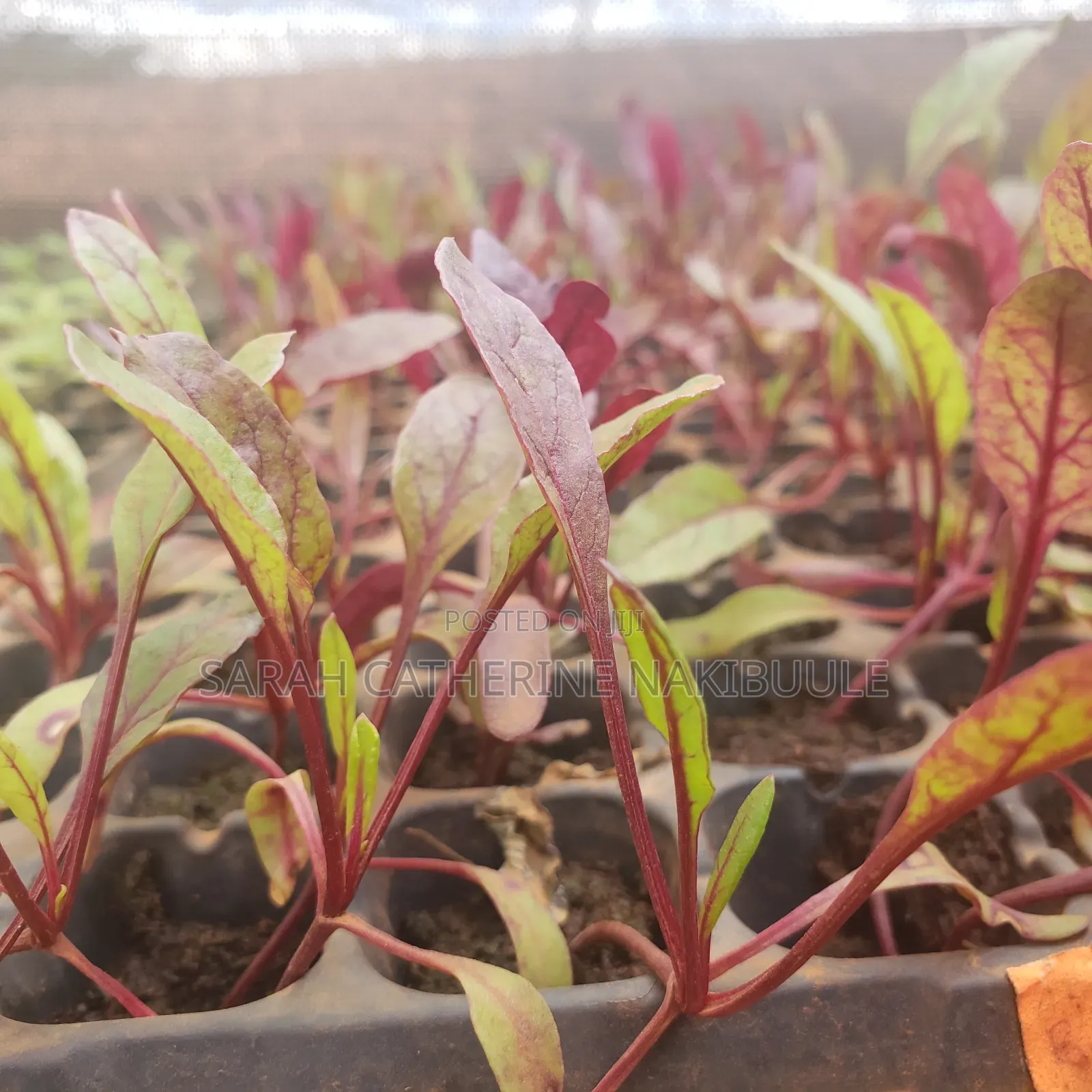 Seedlings and Suckers