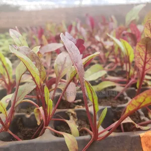 Seedlings and Suckers