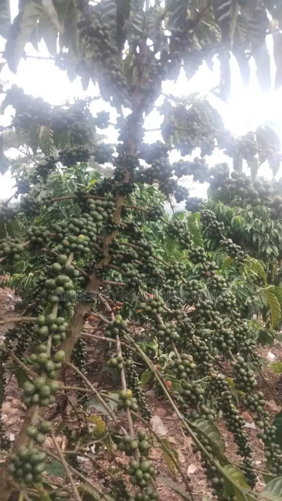 🔥🔥 75 Acres of Coffee Plantation for Sale in Mubende District! 🔥🔥