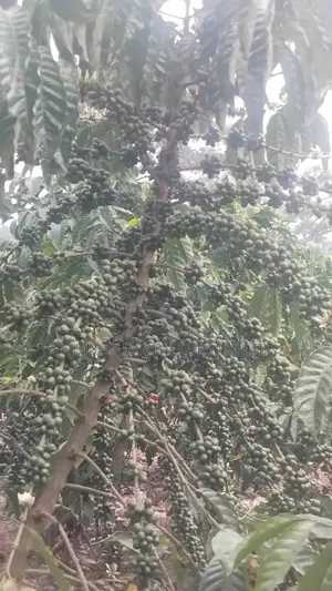 🔥🔥 75 Acres of Coffee Plantation for Sale in Mubende District! 🔥🔥