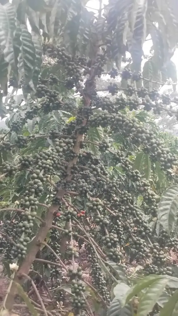 🔥🔥 75 Acres of Coffee Plantation for Sale in Mubende District! 🔥🔥