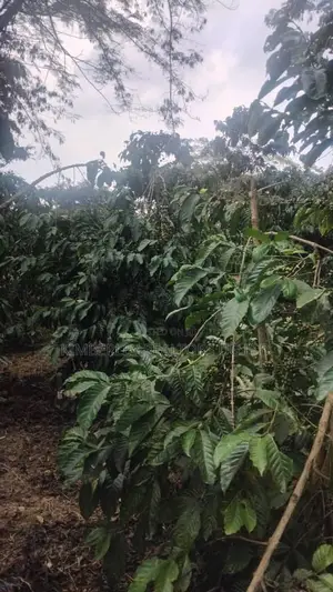 🔥🔥 75 Acres of Coffee Plantation for Sale in Mubende District! 🔥🔥