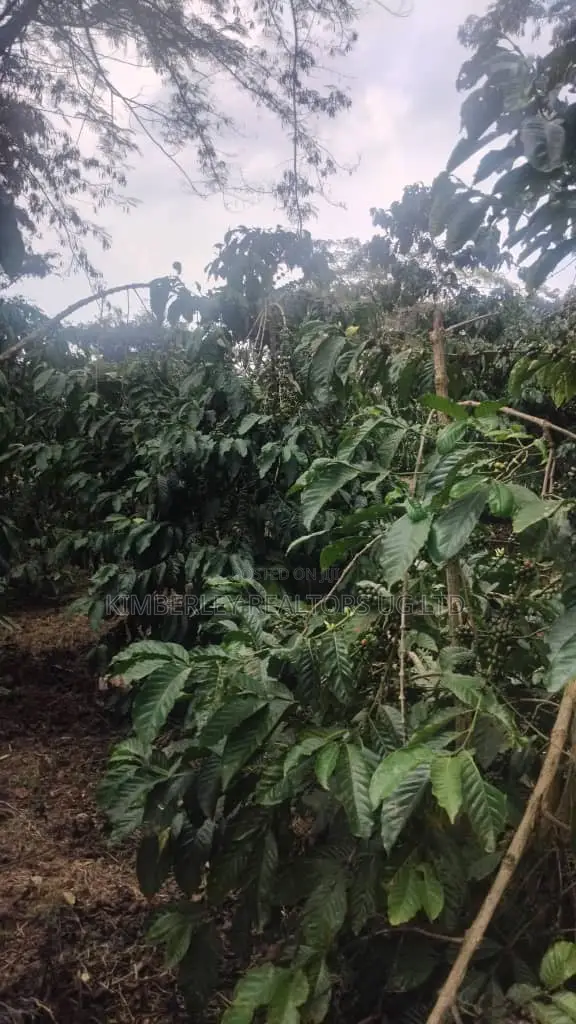 🔥🔥 75 Acres of Coffee Plantation for Sale in Mubende District! 🔥🔥