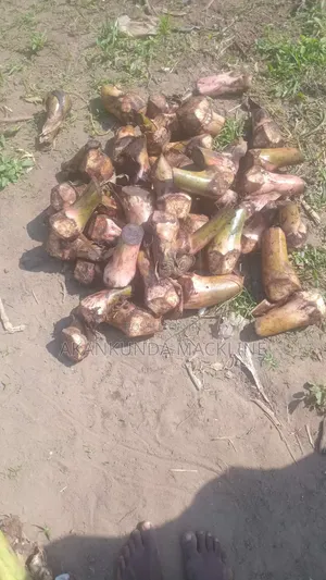 Gonja Suckers