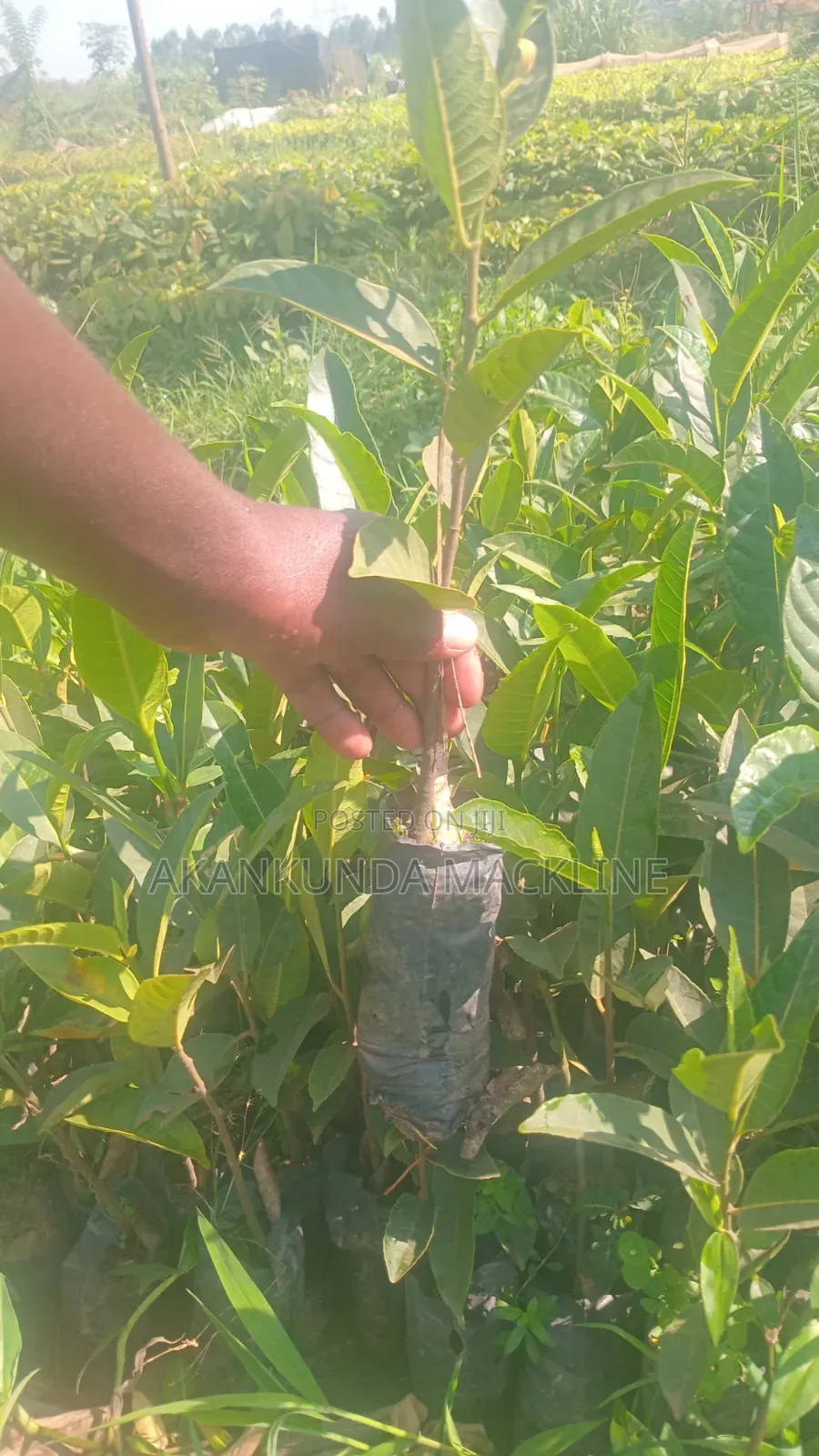 Red Jackfruit/Namusayi