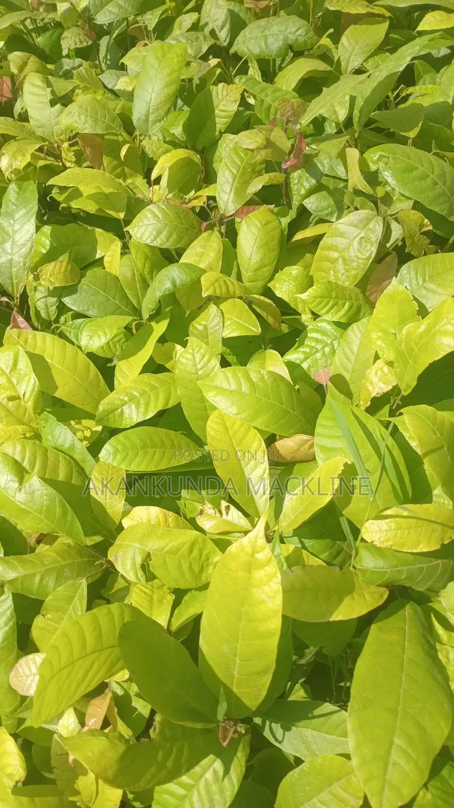 Cocoa Seedlings
