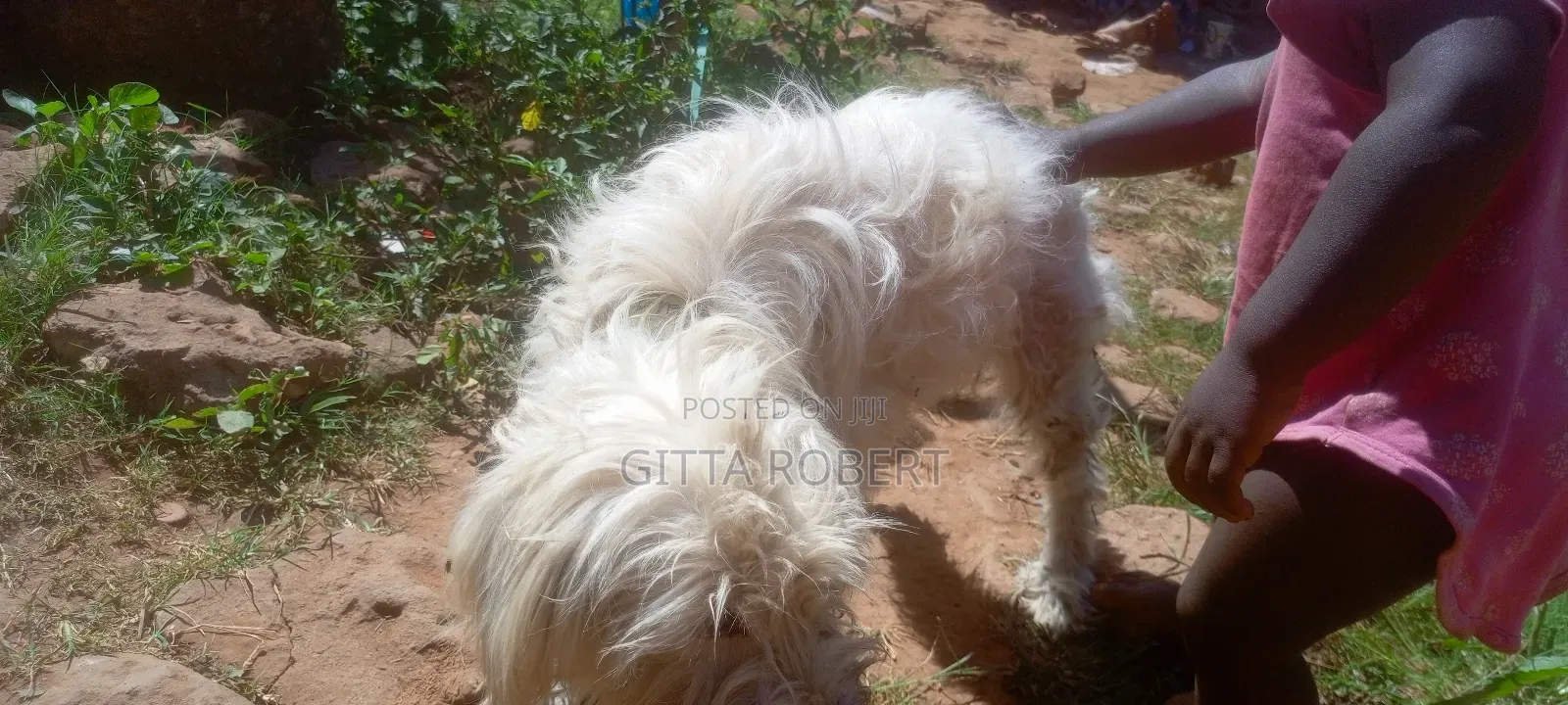 1+ year Female Purebred Maltese